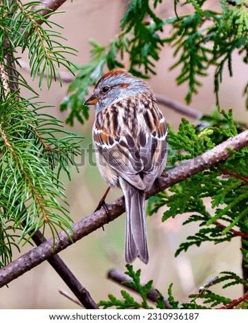 American Tree Sparrow close-up rear view perched with a coniferous tree forest background in its environment and habitat surrounding. Sparrow Picture.
