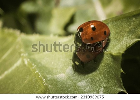 A close up picture of lady bug