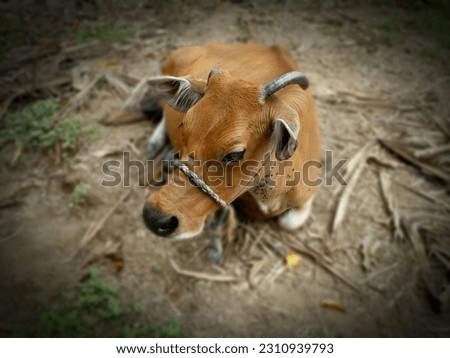 photo of an adult cow resting around my backyard