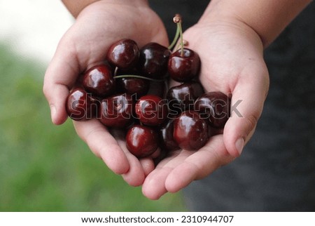 Picture of a two hands holding bunch of fresh cherries