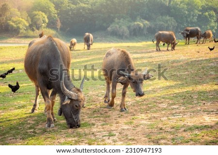 Thai buffalo in the countryside eating grass In the evening with the light of the sun