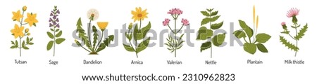 Vector set of medicinal plants. Medical herbs in flat style. Flowers and plants for tea and medicines Royalty-Free Stock Photo #2310962823