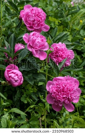 Peony flowers (Paeonia) among greenery in a spring garden, vertical shot