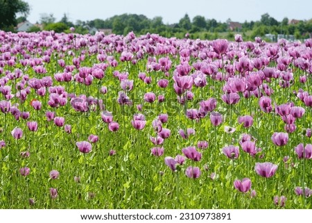 a field with pink poppies, this is used for rolls poppy seed rolls