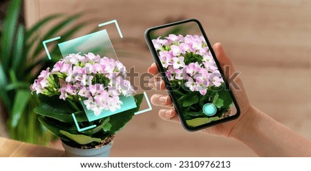 Phone in hand scanning kalanchoe flowers in pot using mobile app for plant identification and diagnostics. Royalty-Free Stock Photo #2310976213