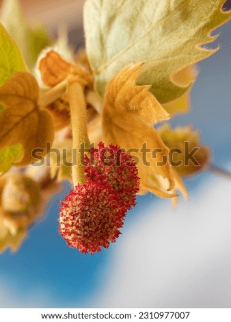 Red flowering inflorescences hang from a small branch of the European plane (Platanus × hispanica). Royalty-Free Stock Photo #2310977007