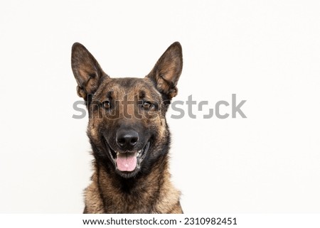 Shepard Belgian malinois dog portrait Royalty-Free Stock Photo #2310982451