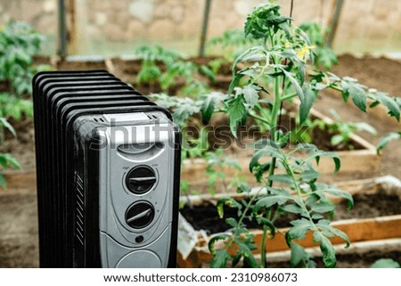 Maintaining the required temperature in a greenhouse by additional heating with an electric heater. Tomato care. Royalty-Free Stock Photo #2310986073