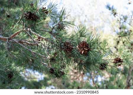 Pine cone on a branch in the forest against the backdrop of mountains