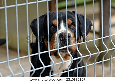 Mountain dog behind the fence
