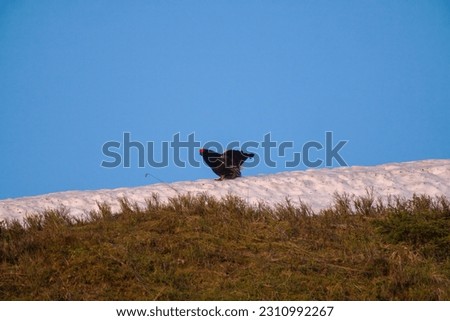 the courtship dance of a black grouse, lyrurus tetrix, at a sunny morning on the mountains in spring, with clear blue sky in the background