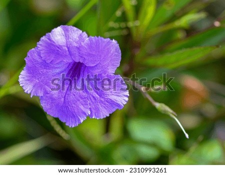 Beautiful colorful and exotic flowers, which you find in the places and farms of the Colombian coffee axis. Royalty-Free Stock Photo #2310993261