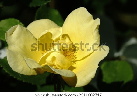 A lovely yellow rose in sunlight.
