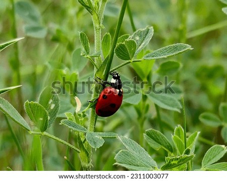 very interesting picture of ladybugs on green flower