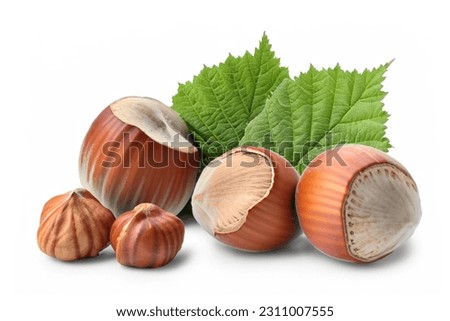 Hazelnuts-filberts in shell, whole with leaves isolated on white background Royalty-Free Stock Photo #2311007555