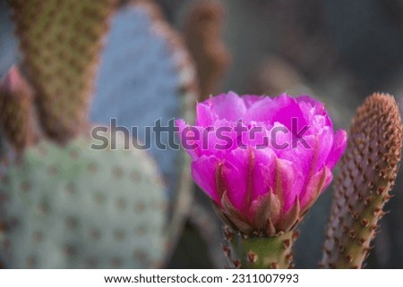 The purple blooms of the hedgehog cactus (Echinocereus triglochidiatus), or Claretcup cactus of Arizona in full sunlight. Royalty-Free Stock Photo #2311007993