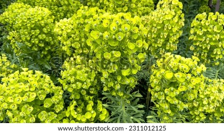 Yellow  Mediterranean Spurge blooming in a salem Oregon garden Royalty-Free Stock Photo #2311012125