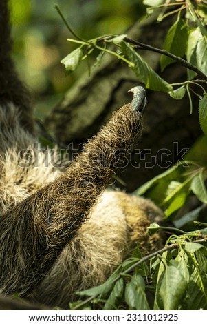 abstract photo of the end of a sloth's leg. Detail of large claws. Sloth, claws, fur, long hair. Out of focus subject in blurred background. Animal, foot, claw, abstract.