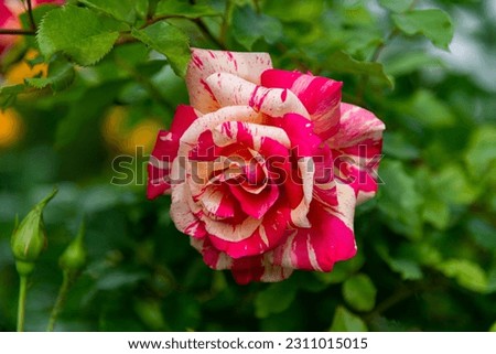 rose flower color red end peach