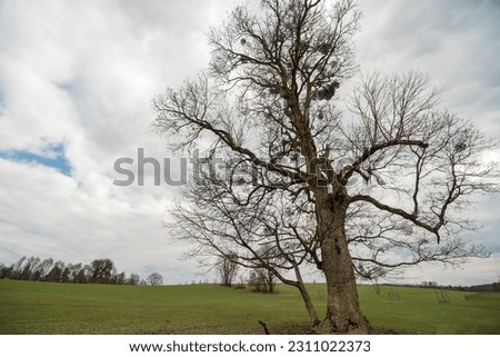 The mighty Sycamore - a natural monument in Florianka in Roztocze.A large old tree - a monument of nature - 40 meters high, trunk diameter 5.20 meters (!) the second largest sycamore in Poland in . Royalty-Free Stock Photo #2311022373
