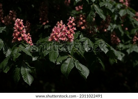 Red blossoms of the horse chestnut grow on a chestnut tree in spring. The leaves on the tree are green. The picture below is dark.