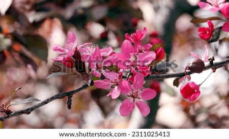 pink blossoms close-up photo in spring time