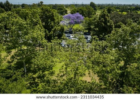 A single jacaranda tree blooms among other green trees near the El Dorardo Duck Pond in Long Beach on April 26, 2022. 