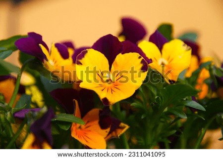 Close-up of an orange pansy