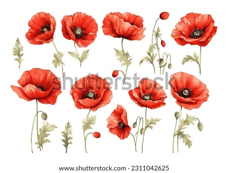 Red poppy flower watercolor illustration vector collection. Red petals black stamens poppy flowers isolated on white. Meadow wild blossom set, field blooming plants clip art. Green buds and leaves Royalty-Free Stock Photo #2311042625