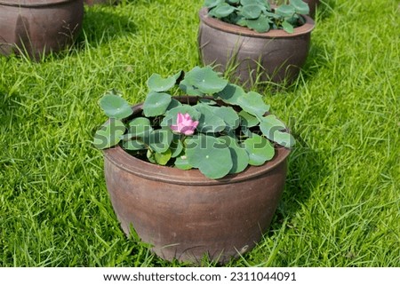 Beautiful water lily. Lotus water plant in a pot