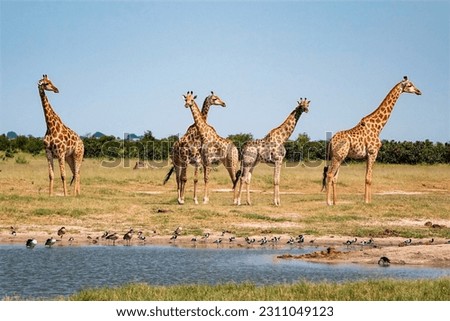 Towering giraffes survey their surroundings. Royalty-Free Stock Photo #2311049123