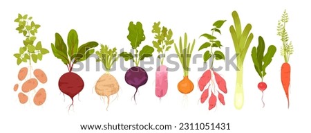 Cartoon isolated vitamin tubers and green leaf, growing in garden food ingredients collection with leek celery onion potato radish beetroot carrot batatas. Root vegetables set vector illustration Royalty-Free Stock Photo #2311051431