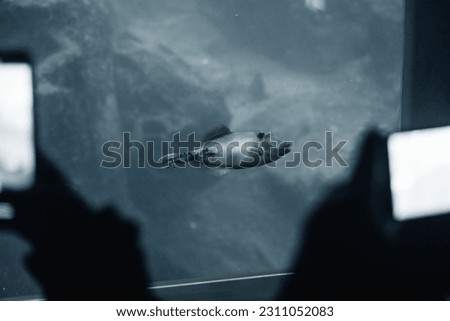two people taking pictures with their smartphone to the beautiful and curious big fish from the big glass of an aquarium window, milford sound, new zealand