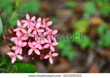 picture of flowers native from Ecuador 