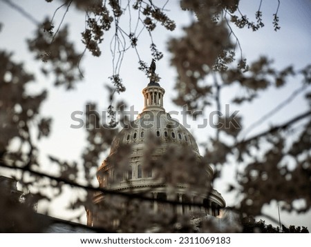 Morning sunlight on the U.S. Capitol with Japanese cherry blossoms, Washington, D.C.