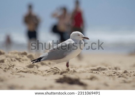 The Picture of Australian White seagull with blurry background.