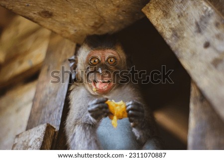 Monkey eating fruit. Monkey animal face. Monkey face with bokeh background