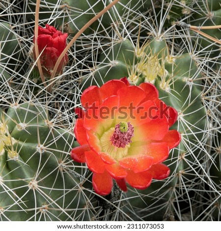 Beautiful orange cactus blooms, Echinocereus triglochidiatus. Royalty-Free Stock Photo #2311073053