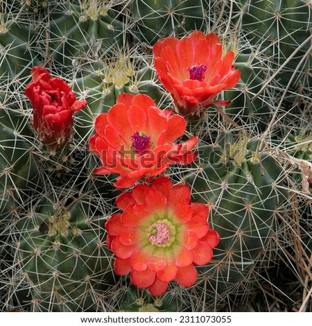 Beautiful orange cactus blooms, Echinocereus triglochidiatus. Royalty-Free Stock Photo #2311073055