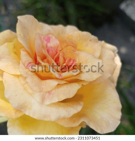 Yellow Rose picture for download