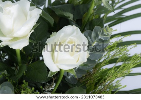 ฺBeautiful flowers Highly detailed, shot on a white background. Macro picture