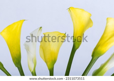 ฺBeautiful flowers Highly detailed, shot on a white background. Macro picture