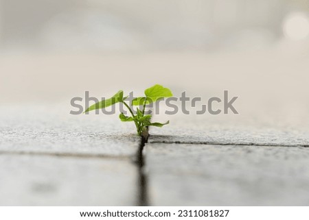 The growth of seedlings sprouts from the crevices of the rocks. When a new start-up business develops and fights for strength, a new life, or a seeding business idea. Royalty-Free Stock Photo #2311081827