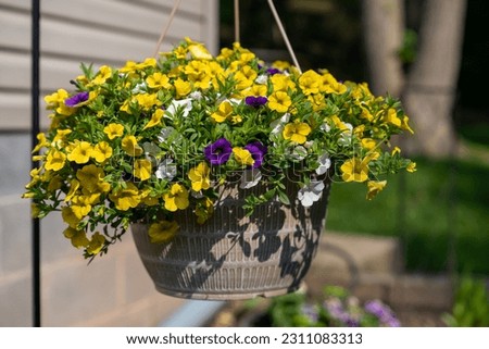 Calibrachoa flowers colorful mix in a hanging pot