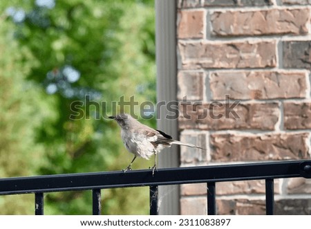 mockingbird on a summer evening