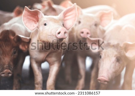 pig farming industry fattening pigs for consumption of meat , Pork is the food of the world's population. Royalty-Free Stock Photo #2311086157