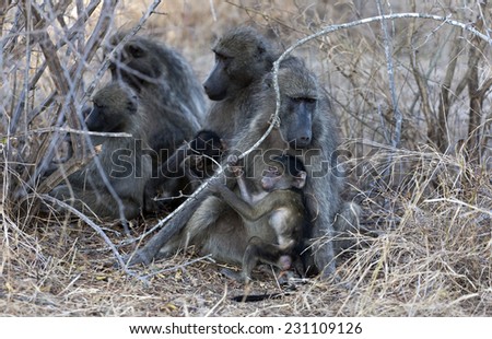 Baboons in the Kruger National Park South Africa, Family group