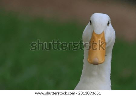 American Pekin Duck Close-up Head Green Background