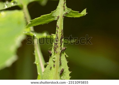 close-up of aphid bugs on a plant with one aphid giving birth 