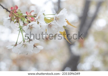 Amazing spring cherry blossom. Tree branches with beautiful flowers with sky background, Matsumae, Hokkaido, Japan. Wallpaper background